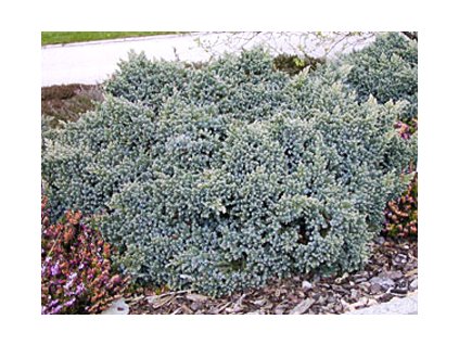 Juniperus squamata ´Blue Star´  Jalovec stěsnaný ´Blue Star´