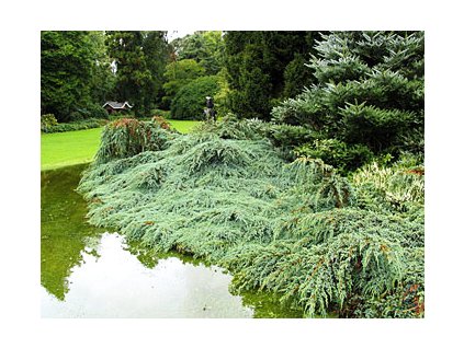 Juniperus squamata ´Blue Carpet  Jalovec stěsnaný ´Blue Carpet´