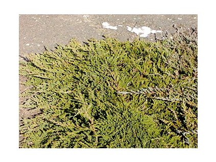 Juniperus horizontalis 'Prince of Wales'  jalovec vodorovný 'Prince of Wales'