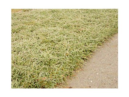 Juniperus horizontalis ´Prostrata´  Jalovec vodorovný ´Prostrata´