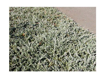 Juniperus horizontalis ´Wiltonii´  Jalovec polehlý ´Wiltonii´