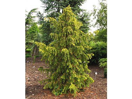 Taxus baccata ´Dovastonii Aurea´  Tis červený ´Dovastonii Aurea´