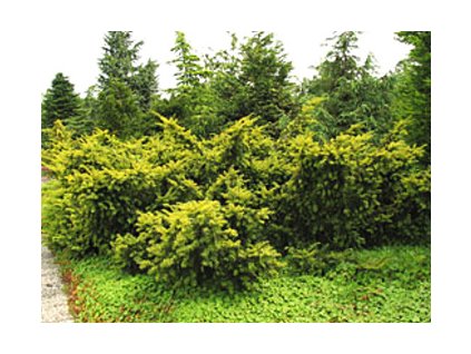 Taxus baccata ´Summergold´  Tis červený ´Summergold´