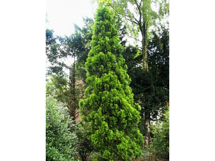 Thuja orientalis ´Pyramidalis Aurea´  Zerav východní ´Pyramidalis Aurea´