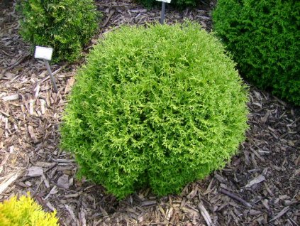 Thuja occidentalis 'Tiny Tim'  Zerav západní 'Tiny Tim'