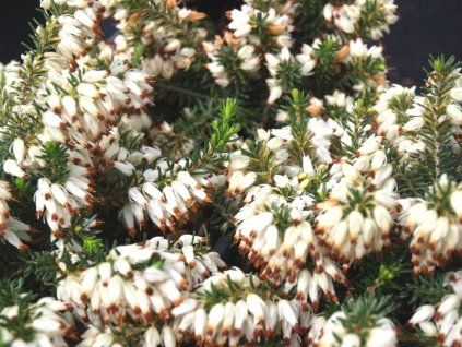 Erica carnea  - bílá  Vřesovec pleťový 'Isabell´