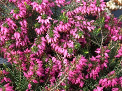 Erica carnea - růžovočervená  Vřesovec pleťový Challenger