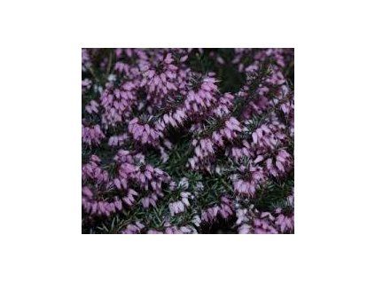Erica carnea - růžovomodrá  Vřesovec pleťový Heathwood