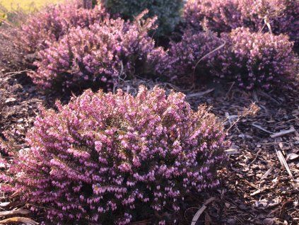 Erica carnea - růžová  Vřesovec pleťový Kramer´s Rote