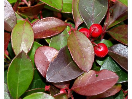 Gaultheria procumbens 'Big Berry'  Libavka polehlá 'Big Berry'