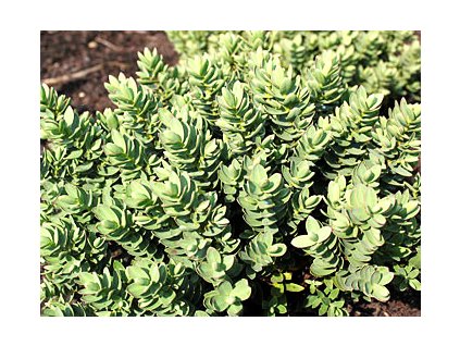 Hebe Red Edge  Hebe Red Edge