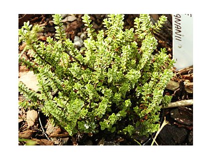 Hebe buchananii  Hebe buchananii