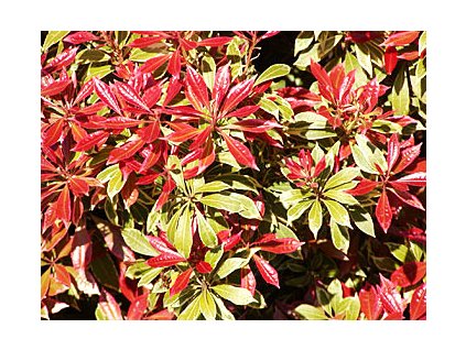 Pieris japonica ´Minor´  Pieris japonský ´Minor´