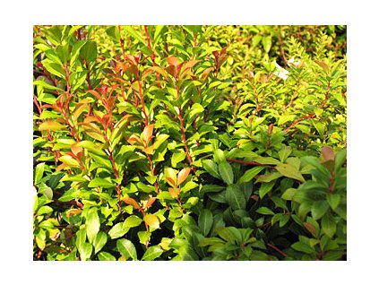 Pieris japonica ´Little Heath Green'  Pieris japonský ´Little Heath Green'