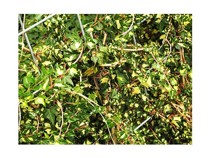Hedera helix 'Goldheart'  Břečťan popínavý 'Goldheart'