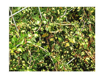 Hedera helix 'Goldheart'  Břečťan popínavý 'Goldheart'