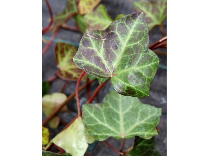 Hedera helix 'Hibernica'  Břečťan popínavý 'Hibernica'