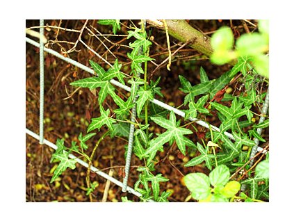 Hedera helix 'Pedata'  Břečťan popínavý 'Pedata'