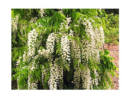 Wisteria floribunda 'Rosea'  Vistárie květnatá 'Rosea'