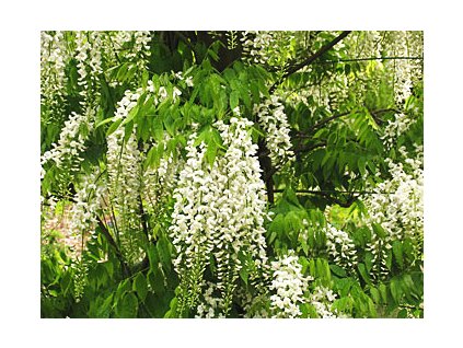 Wisteria sinensis 'Alba'  Vistárie čínská 'Alba'