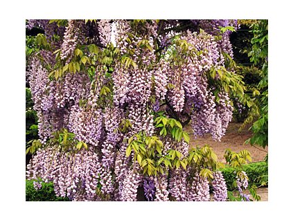 Wisteria sinensis 'Prolific'  Vistárie čínská 'Prolific'