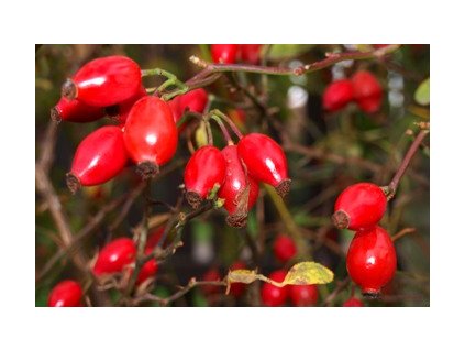 Rosa canina  Růže šípková