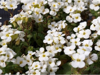 Arabis caucasica Little Treasure White  Huseník kavkazský Little Treasure White