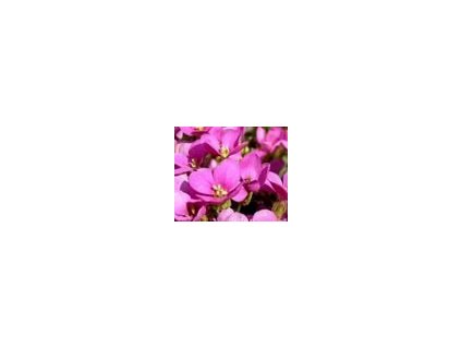 Arabis caucasica  Little Treasure Deep Rose  Huseník kavkazský Little Treasure Deep Rose