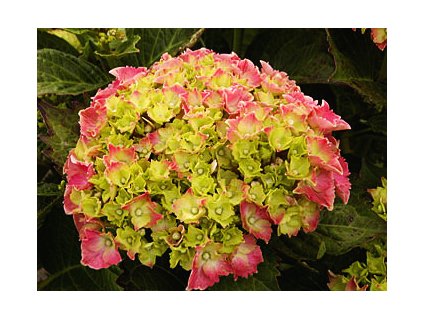 Hydrangea macrophylla ´Masja´  Hortenzie velkolistá ´Masja´