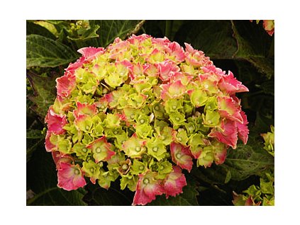 Hydrangea macrophylla ´Masja´  Hortenzie velkolistá ´Masja´