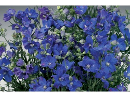 Delphinium grandiflorum 'Delfix Blue'  Ostrožka stračka 'Delfix Blue'
