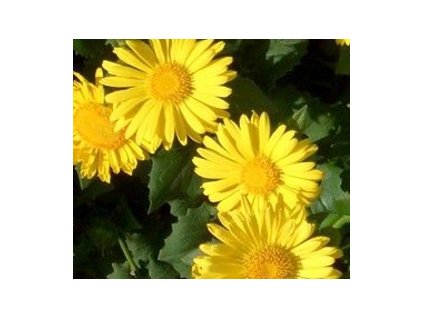 Doronicum orien. 'Leonardo Compact'  Kamzičník 'Leonardo Compact'