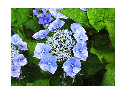 Hydrangea macrophylla ´Taube´  Hortenzie velkokvětá ´Taube´