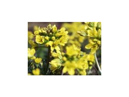 Draba aizoides 'Napoleon'  Chudina 'Napoleon'