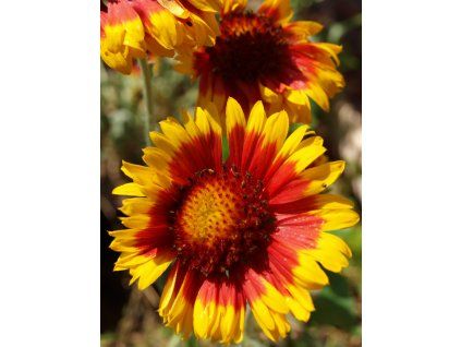 Gaillardia aristata 'Arisona sun'  Kokarda osinatá 'Kobold'