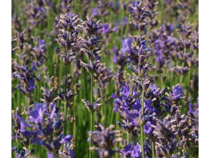 Lavandula angustifolia 'Blue Scent'  Levandule lékařská 'Blue Scent'