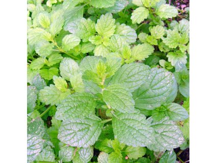 Melissa officinalis  Meduňka lékařská