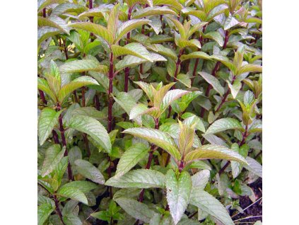 Mentha piperita ´Chocolate´  Máta peprná