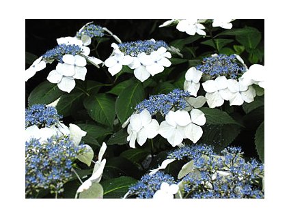Hydrangea macrophylla ´Veitchii´  Hortenzie velkolistá ´Veitchii´