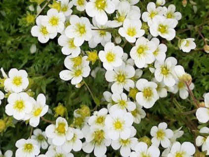 saxifraga schneeteppich