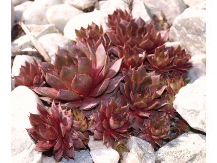 Sempervivum tectorum  Netřesk střešní