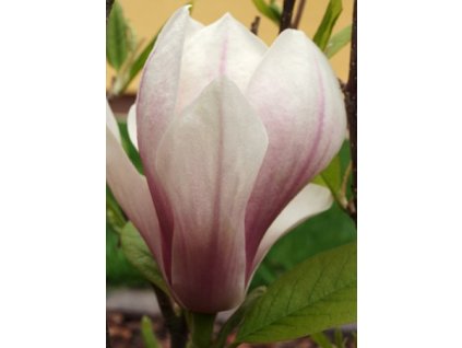 Magnolia soulangiana 60 - 100 cm  Šácholán Soulangeanův