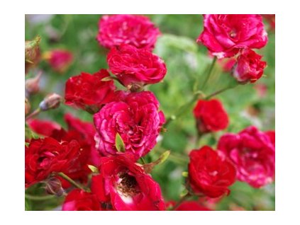 Rosa Red Cascade - pokryvná  Růže pokryvná Red Cascade