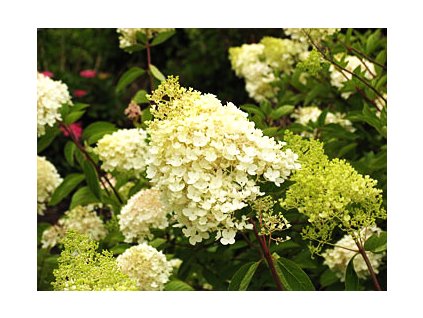 Hydrangea paniculata ´Grandiflora´  Hortenzie latnatá ´Grandiflora´