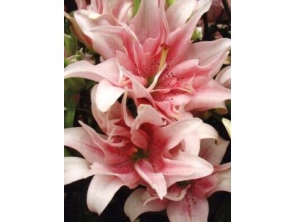 Lilium Elodie (1 ks)  Lilie Elodie