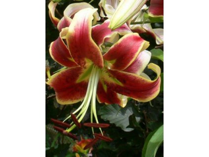 Lilium Sheherazade (2 ks)  Lilie Sheherazade