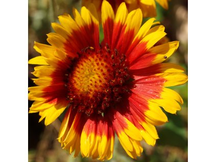 Dárkový poukaz v hodnotě Kč 5000,--