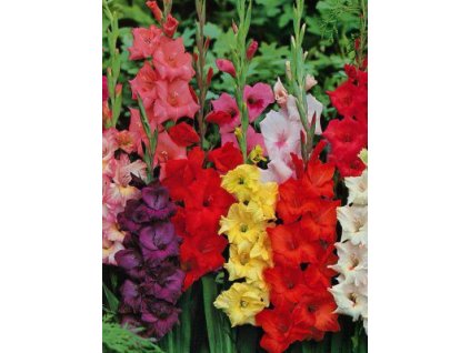 Velkokvěté gladioly - směs barev (50 ks)  Velkokvěté mečíky - směs barev