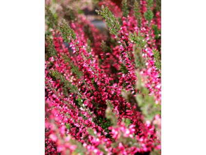 Calluna vulgaris 'Aphrodite' - růžovočervený  Vřes obecný 'Aphrodite'