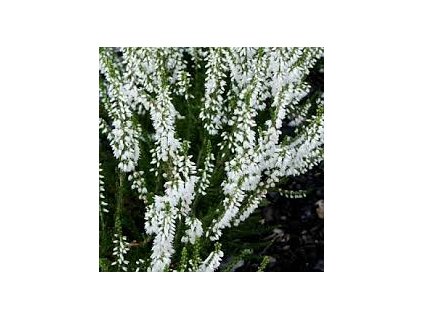 Calluna vulgaris 'Alba' - bílá  Vřes obecný 'Alba'